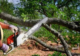 Best Storm Damage Tree Cleanup  in North Liberty, IA