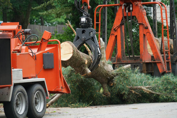 Best Commercial Tree Services  in North Liberty, IA