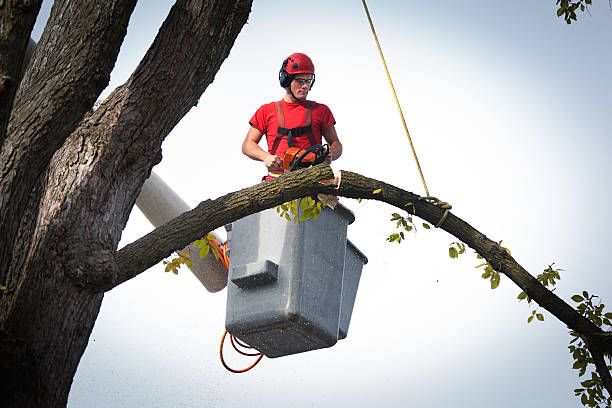 Best Leaf Removal  in North Liberty, IA